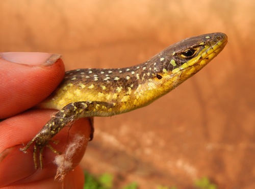 Speckle-lipped Mabuya