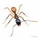 Camponotus atriceps - Photo (c) Stéphane De Greef, todos los derechos reservados, subido por Stéphane De Greef