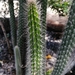 Serpent Cactus - Photo (c) Ruben Grimaldo Garcia, all rights reserved, uploaded by Ruben Grimaldo Garcia