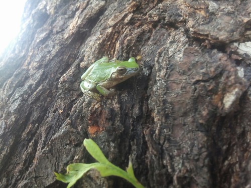 Sumichrast's Tree Frog