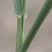 Green Needlegrass - Photo (c) Gabriel Staples, all rights reserved, uploaded by Gabriel Staples