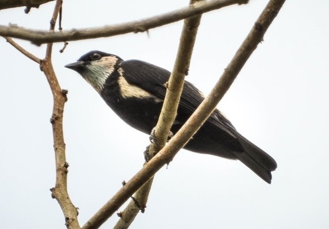 Green-throated Tanager photo