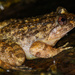 Lesser Spiny Frog - Photo (c) NewbieL, all rights reserved, uploaded by NewbieL