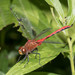 Ruby Meadowhawk - Photo (c) Chris Swan, all rights reserved, uploaded by Chris Swan