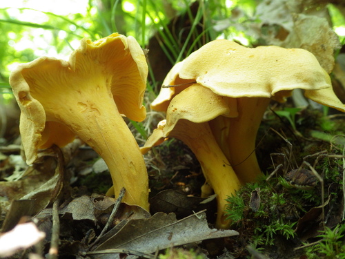 Smooth Chanterelle