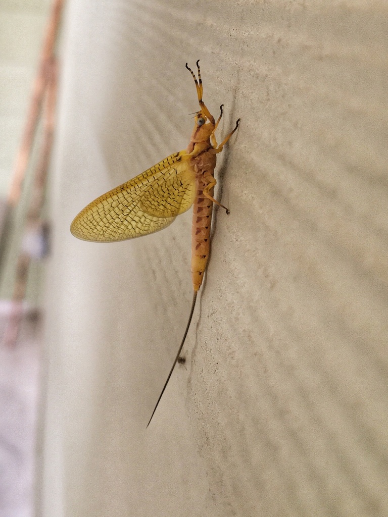 Giant Mayfly in September 2020 by Mike Zarella · iNaturalist