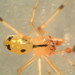 Theridion albidum - Photo (c) cheins1, all rights reserved, uploaded by cheins1