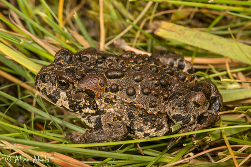 iNaturalist observation photo of Yosemite Toad
