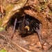Colombian Funnel Web Spider - Photo (c) Esteban Alzate Basto, all rights reserved, uploaded by Esteban Alzate Basto