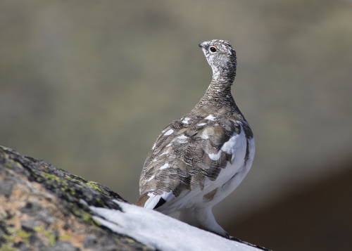 Rock Ptarmigan