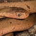 Dasypeltis medici - Photo (c) Tyrone Ping, todos los derechos reservados, subido por Tyrone Ping