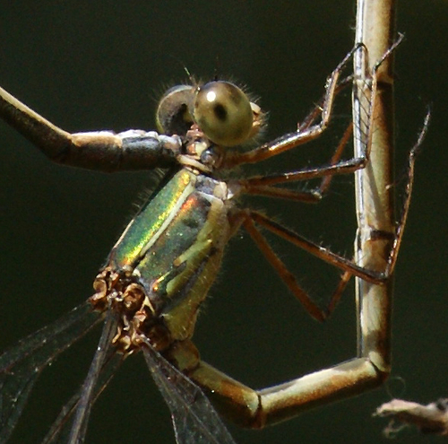 Eastern Willow Spreadwing