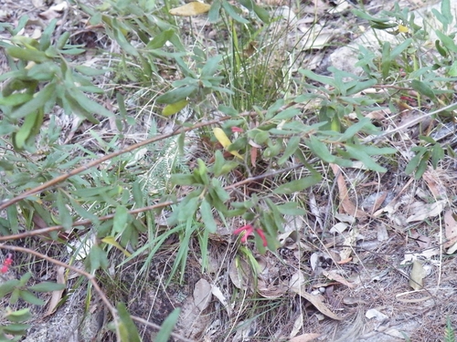 Grevillea mollis
