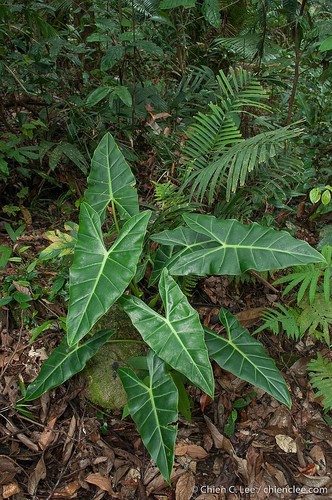 Alocasia Balgooyi Inaturalist Canada