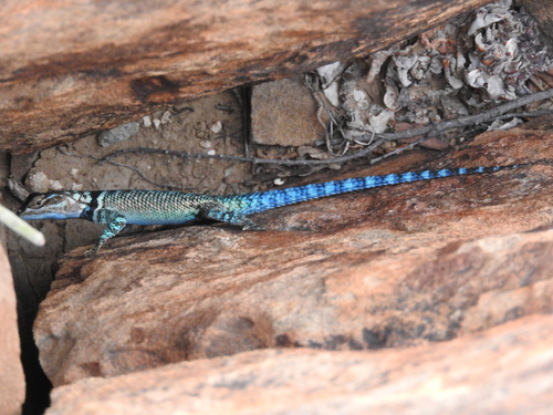 Ornate Spiny Lizard