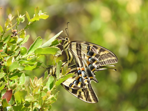 Three-tailed Tiger Swallowtail