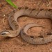 Snouted Night Adder - Photo (c) Tyrone Ping, all rights reserved, uploaded by Tyrone Ping