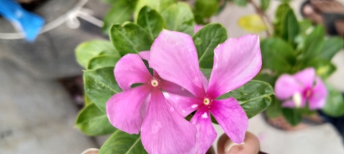 Madagascar Periwinkle