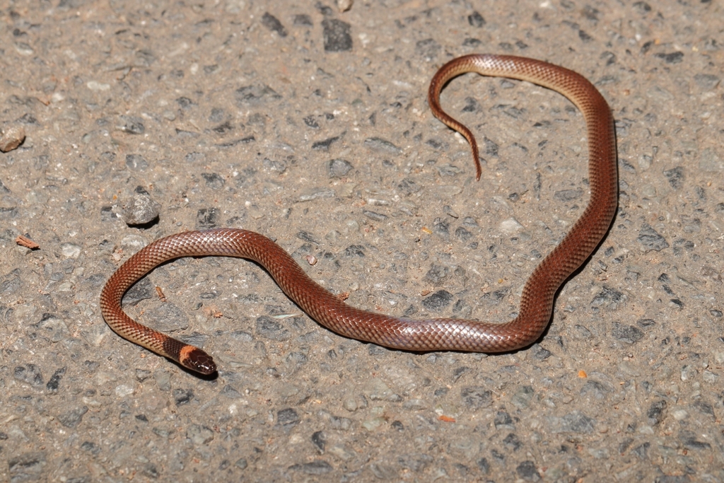 Red-naped Snake (Furina diadema) · iNaturalist