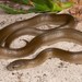 Lycodonomorphus inornatus - Photo (c) Tyrone Ping, כל הזכויות שמורות, הועלה על ידי Tyrone Ping