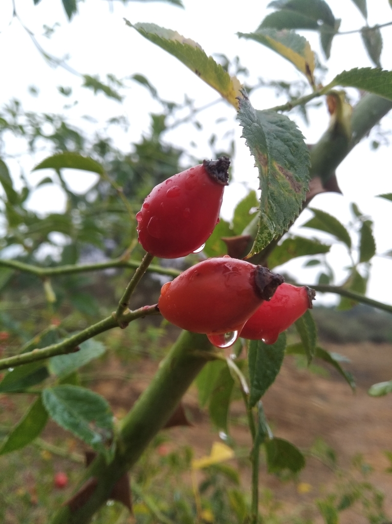 Rosa canina