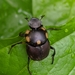 Escarabajos Rodacacas - Photo (c) Horacio Prado, todos los derechos reservados, subido por Horacio Prado