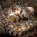 Octopus bimaculatus - Photo (c) Phil Garner, kaikki oikeudet pidätetään, lähettänyt Phil Garner