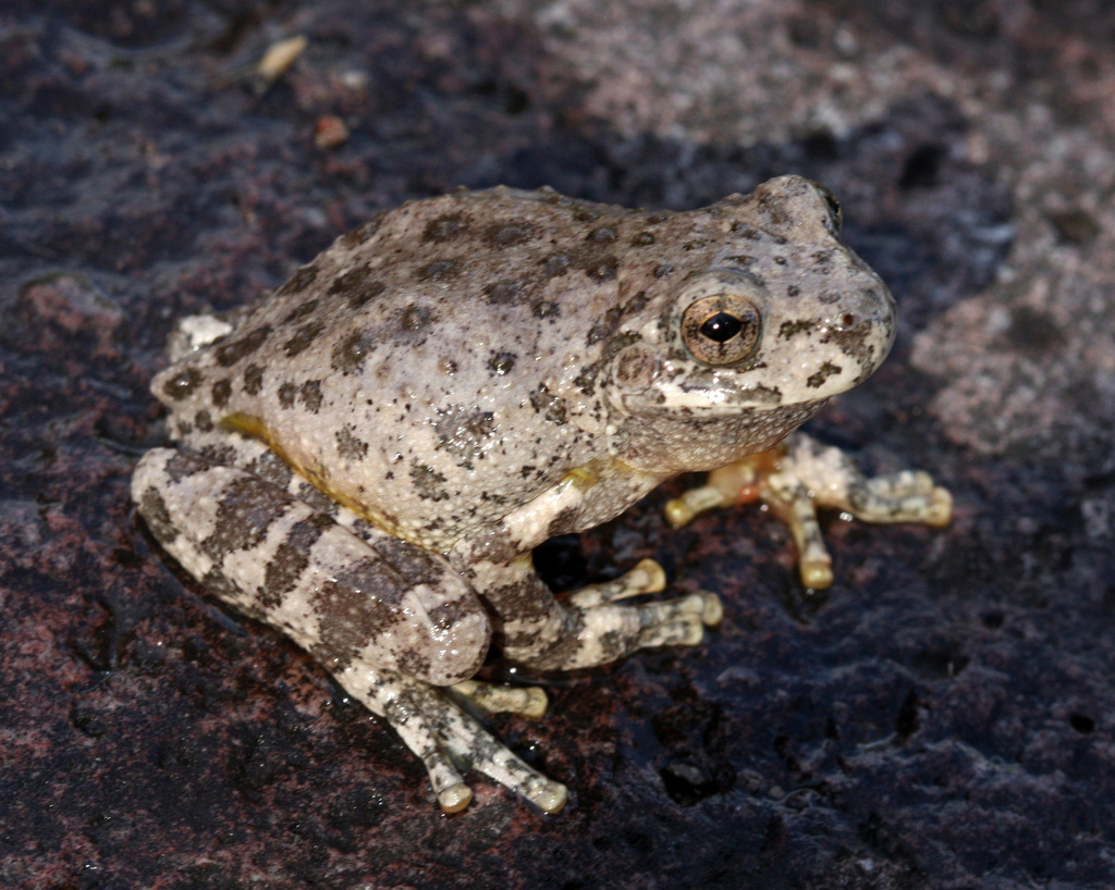 Canyon Tree Frog