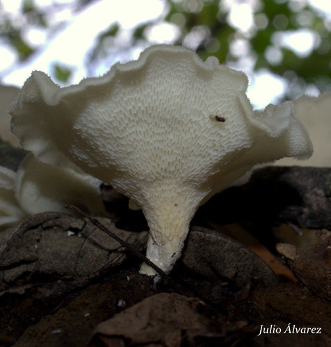 Favolus brasiliensis