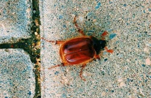 Genus Ceramida · iNaturalist