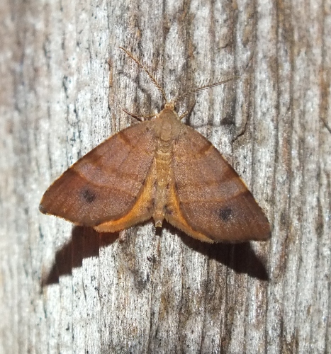 Orange Wing