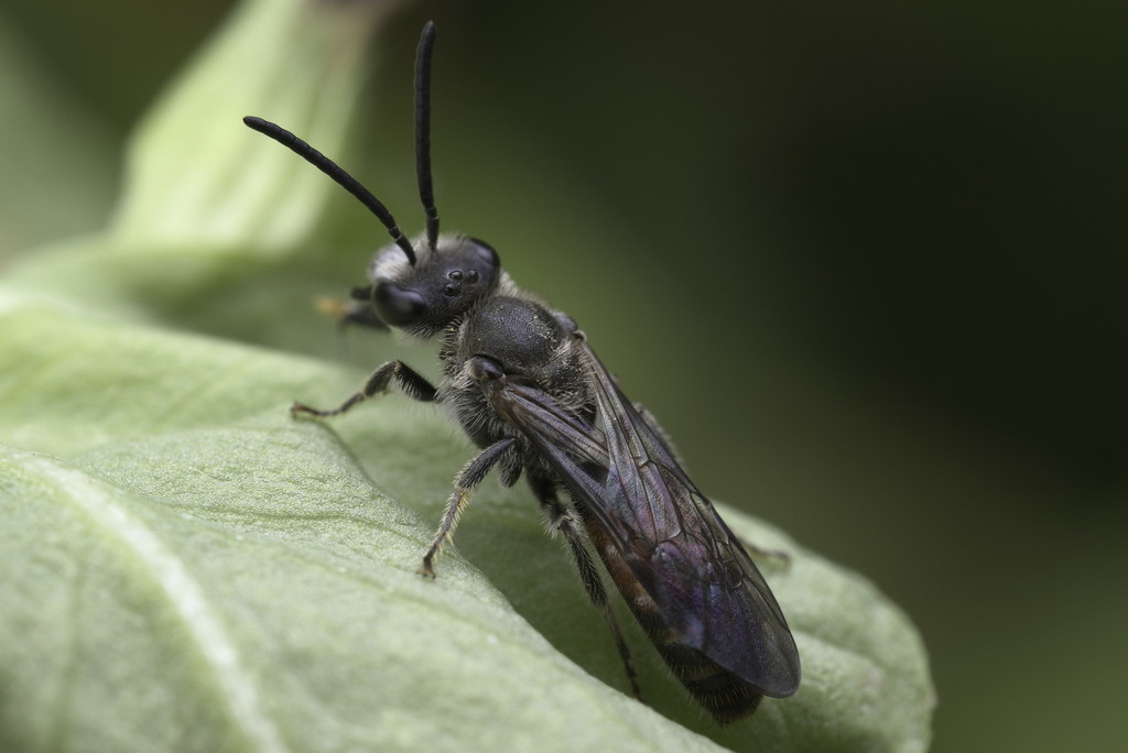 Small Carpenter Bee