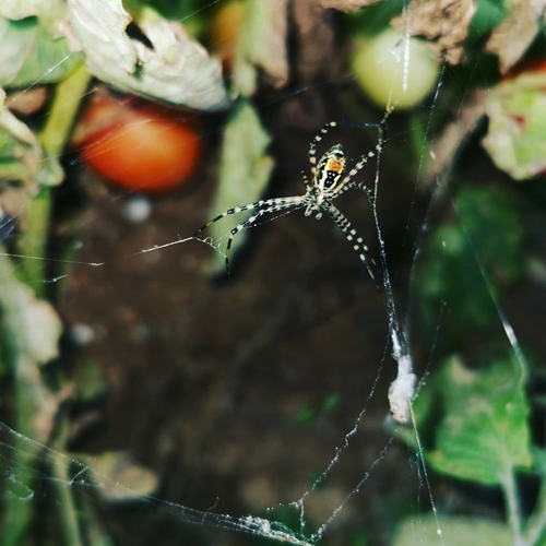 Banded Garden Spider