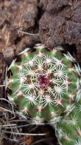 Green-flower Hedgehog Cactus