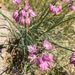 Allium mongolicum - Photo (c) jpaule, all rights reserved, uploaded by jpaule