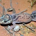 Western Smooth Knob-tailed Gecko - Photo (c) jgjulander, all rights reserved