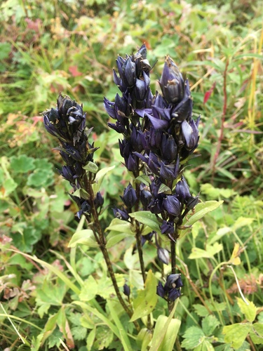 Swertia obtusa