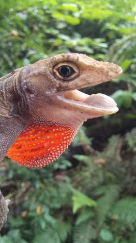 Schiede's Anole