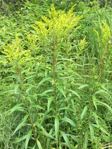 Solidago canadensis var. canadensis