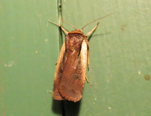 Flame-shouldered Dart
