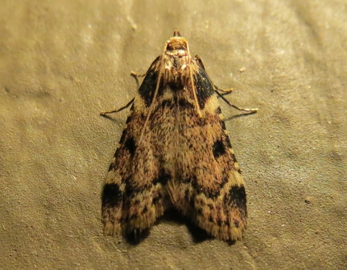 Aglossa costiferalis Walker, 1866