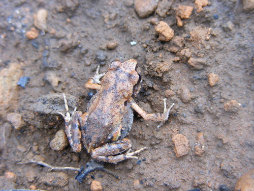 Patzcuaro Peeping Frog