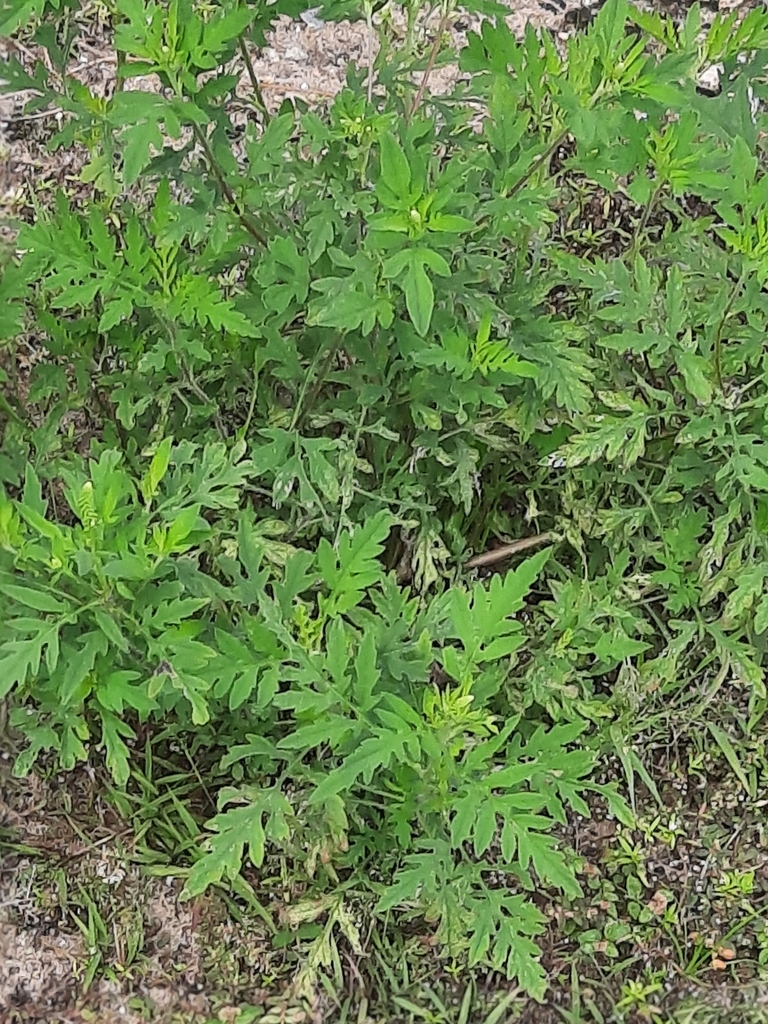 common ragweed from Haines City, FL 33844, USA on September 11, 2020 at ...