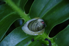 Amphibulima patula image