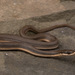 女王蛇 - Photo 由 Twan Leenders 所上傳的 (c) Twan Leenders，保留所有權利