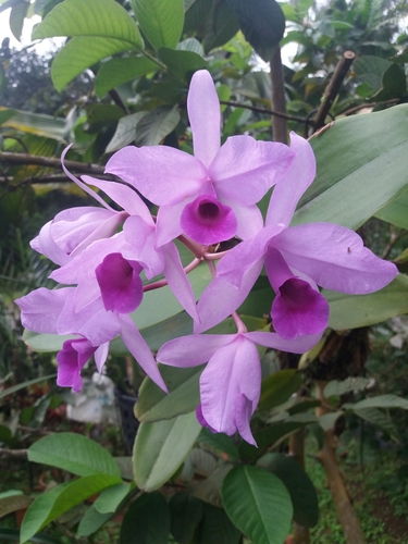 Guarianthe hennisiana