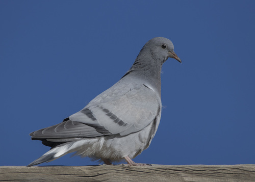 Hill Pigeon