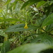 Besleria lutea - Photo (c) Eric Knight, todos los derechos reservados