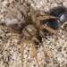 Lutica abalonea - Photo (c) ivanparr, all rights reserved, uploaded by ivanparr