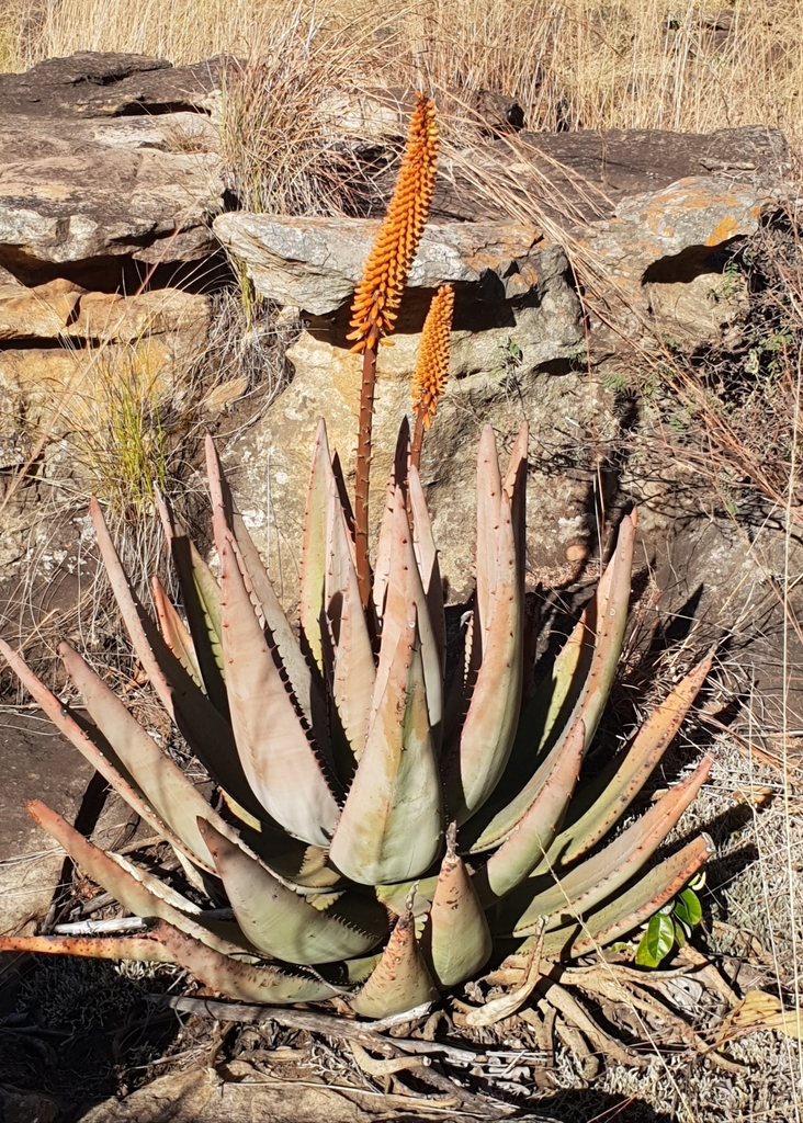 aloe vera (Aloe vera) · iNaturalist